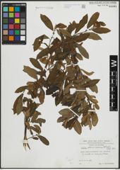 Foto von Salix atrocinerea Brot.